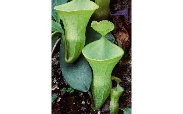 Nepenthes campanulata — Scotland Carnivorous Plants